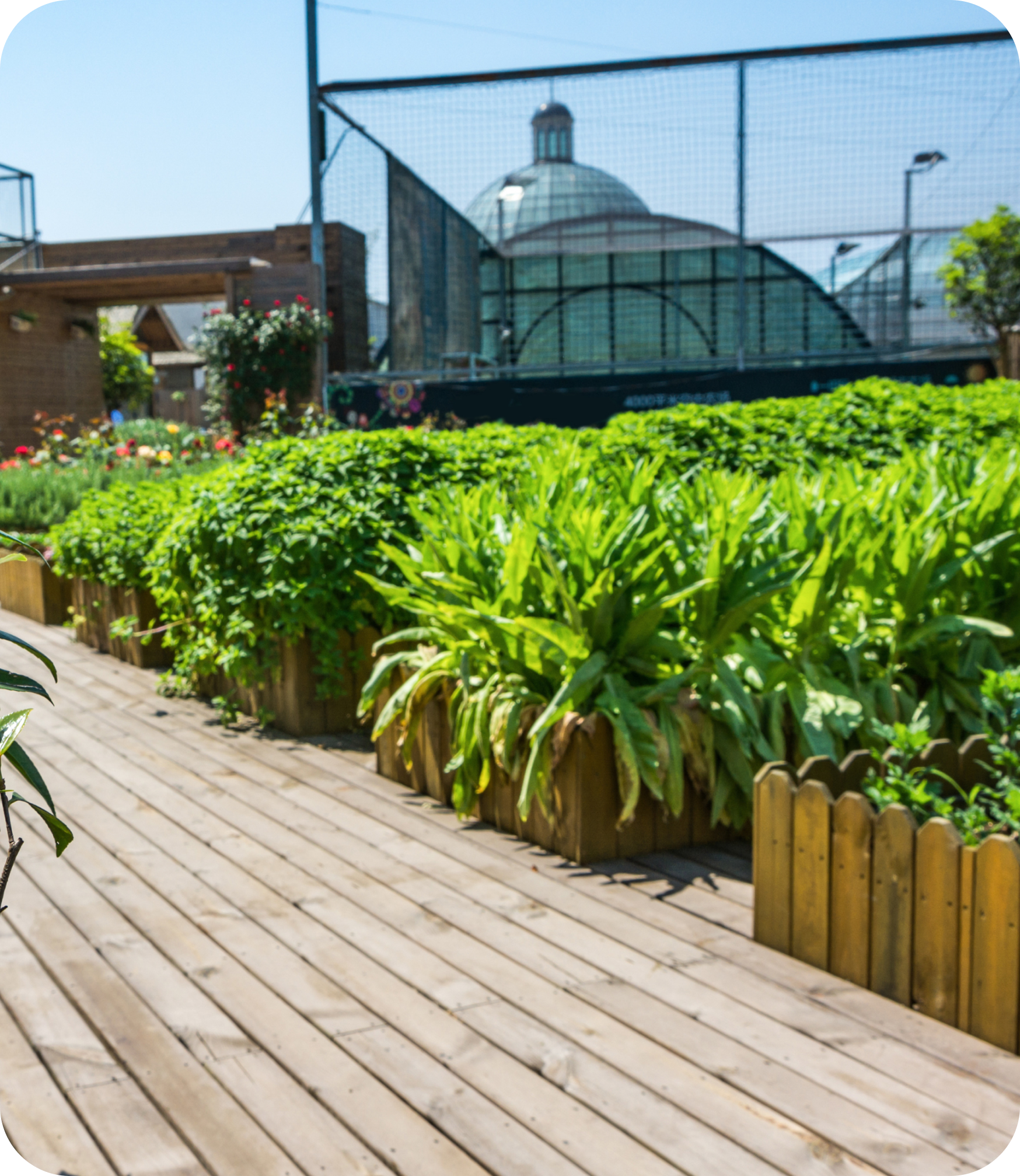Roof Gardening