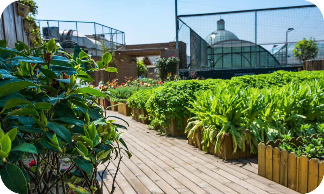 Roof gardening